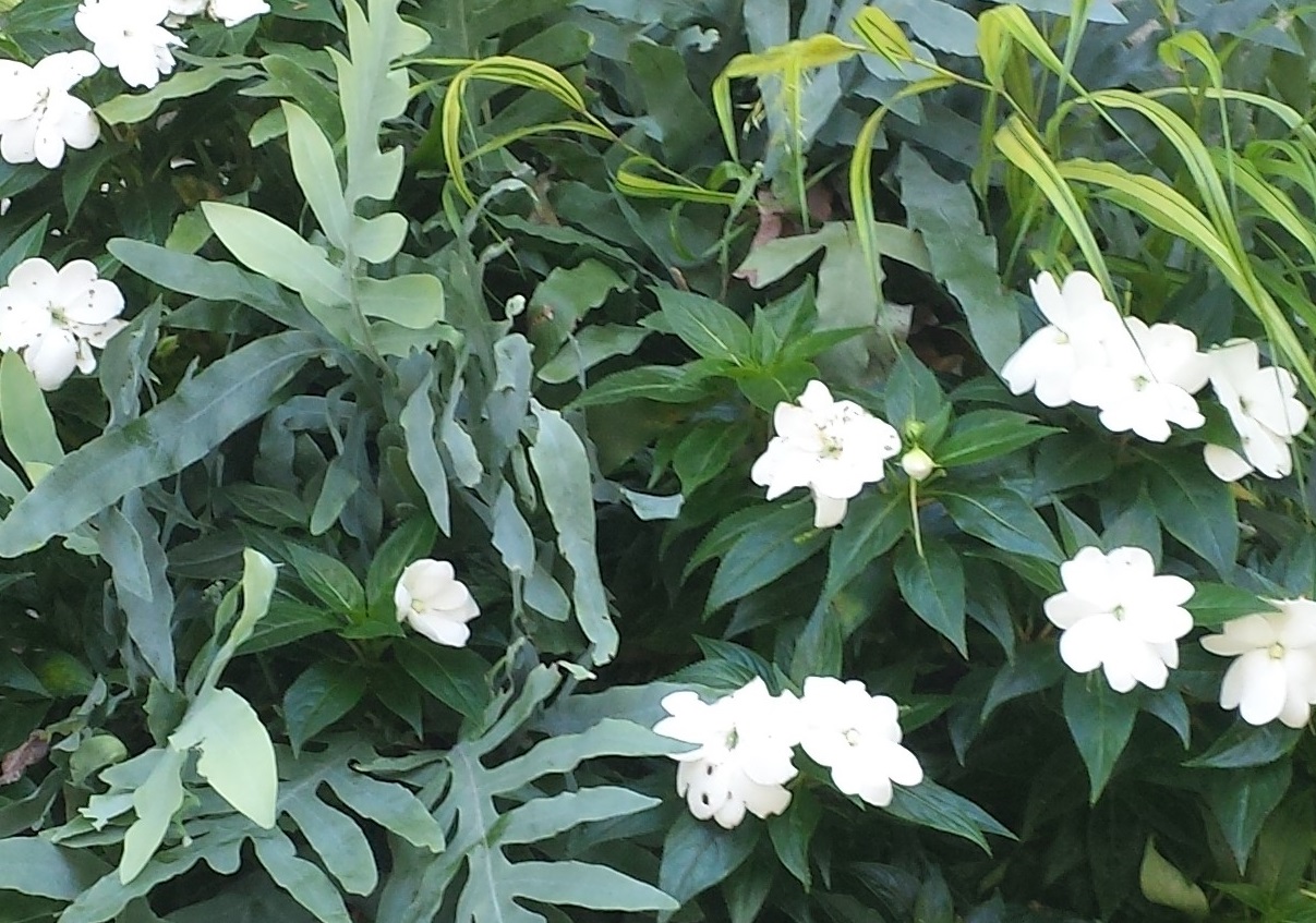 su_001_crop